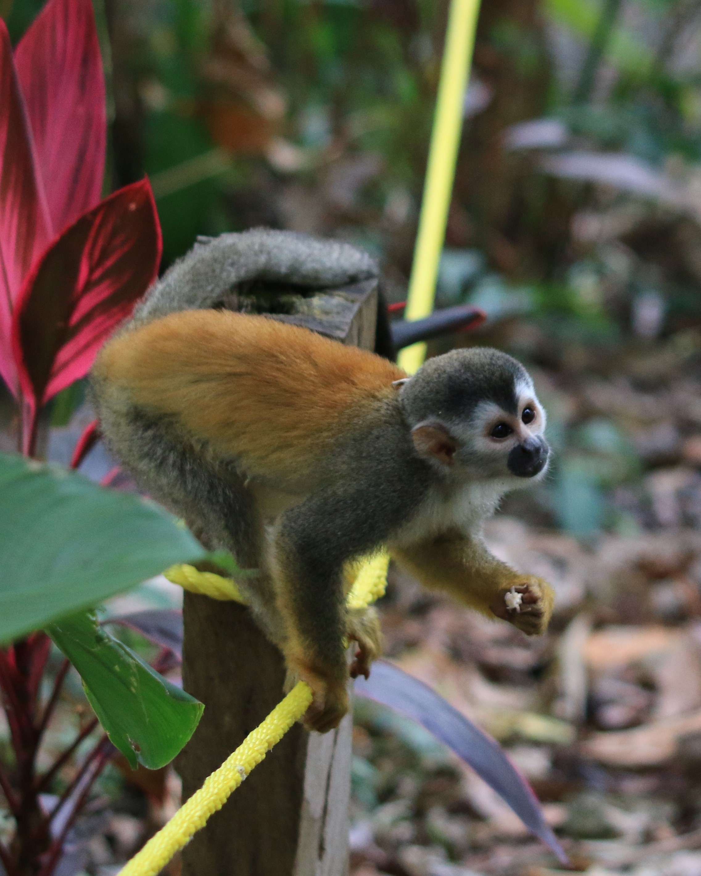 Costa Rica